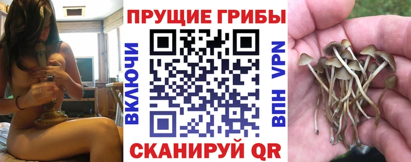 Купить  Жердевка  Псилоцибиновые грибы MAGIC MUSHROOMS 